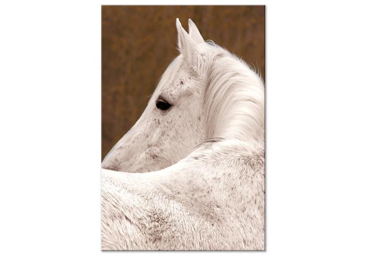 Canvas White horse sideways - photo fragment with animal on brown background