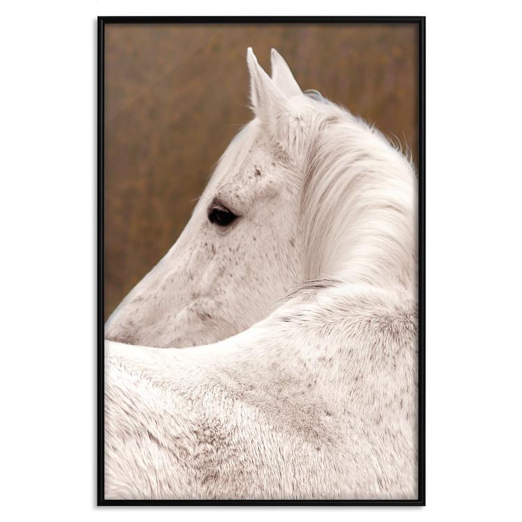 Poster Sad Eyes - rear view portrait of a white horse against a golden nature background