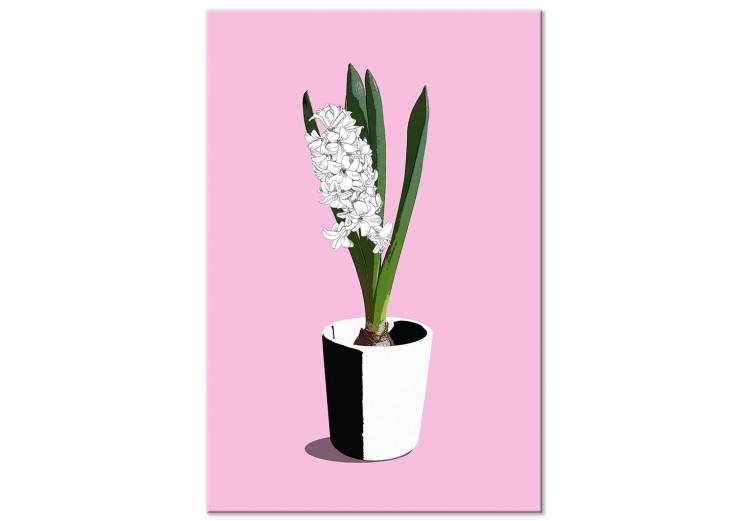 Canvas White hyacinth in black and white pot - composition on pink background