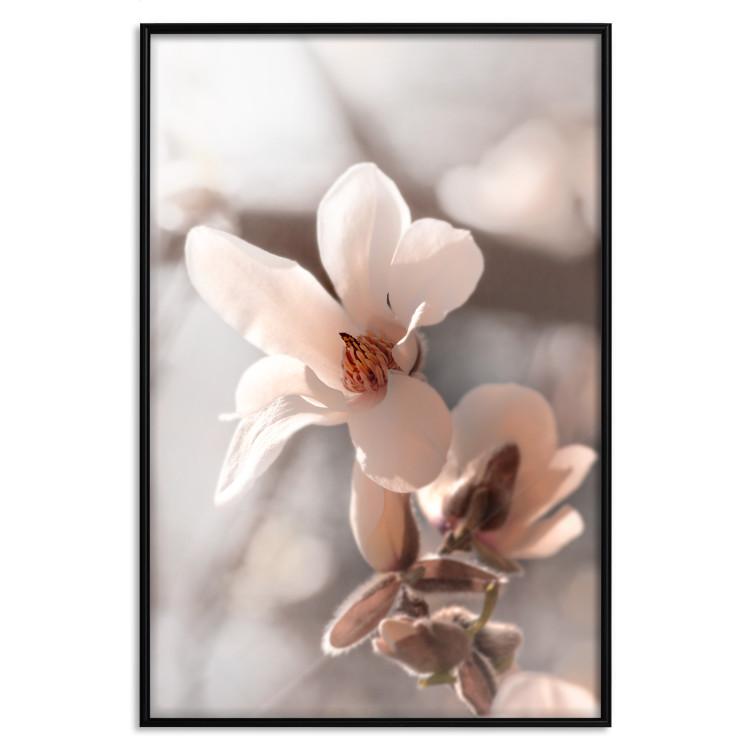 Poster Spring Light - light pink flower on spring composition background