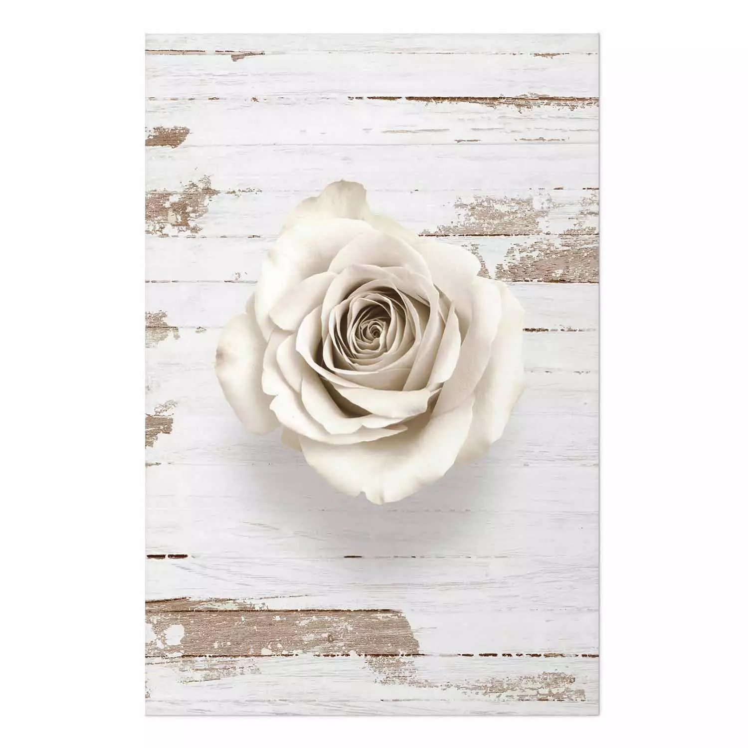Poster Pastel Whirl - white rose flower on background of light wooden planks