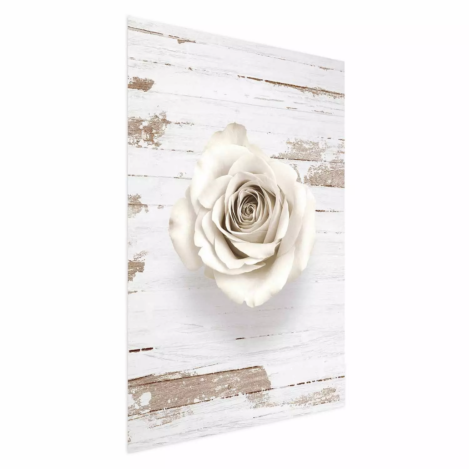 Poster Pastel Whirl - white rose flower on background of light wooden planks