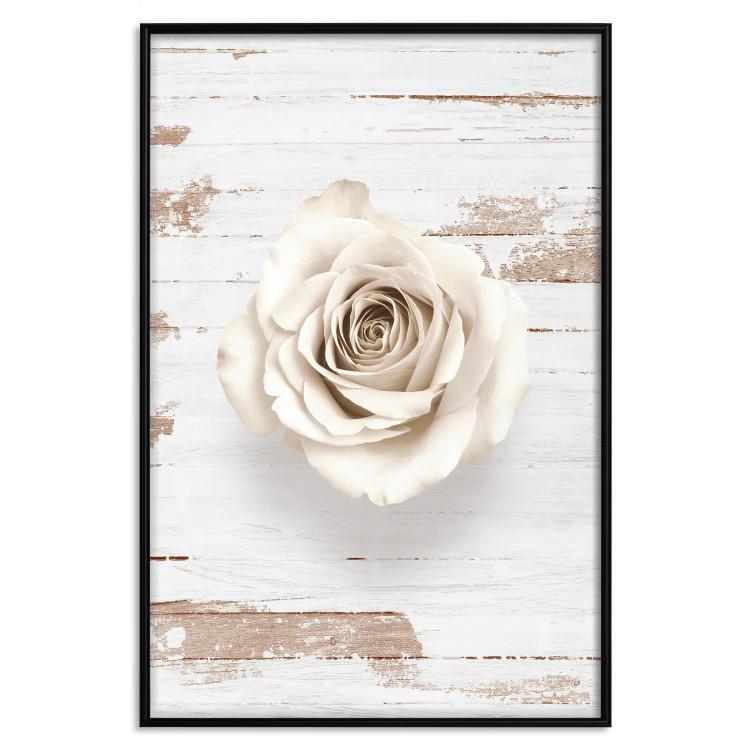 Poster Pastel Whirl - white rose flower on background of light wooden planks