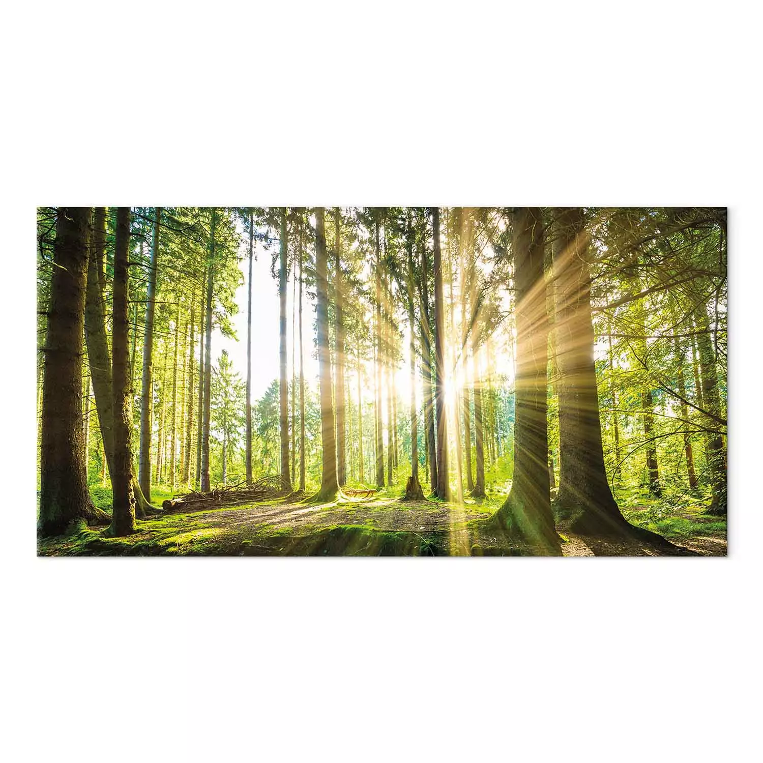 Large canvas print Sunlight Glow II - forest landscape with sunlight filtering through trees