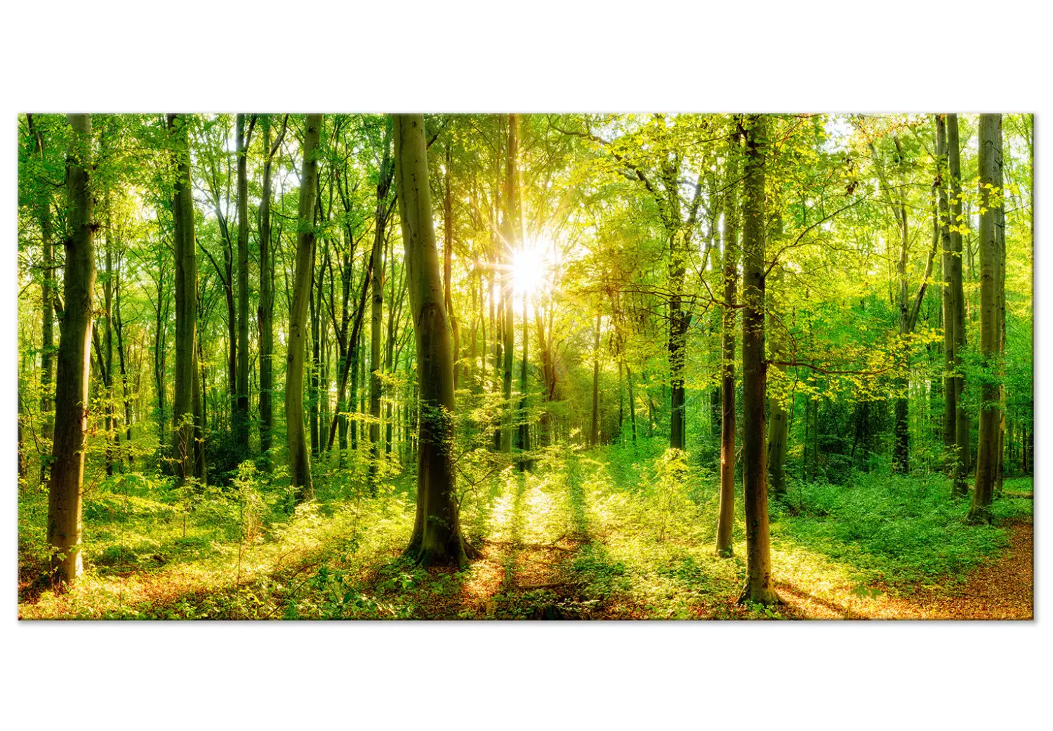 Large canvas print Green Magic II - Forest with sunlight filtering through the trees