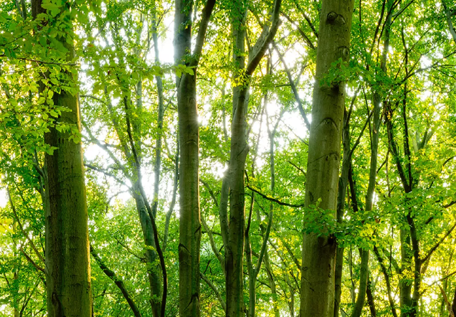 Large canvas print Green Magic II - Forest with sunlight filtering through the trees
