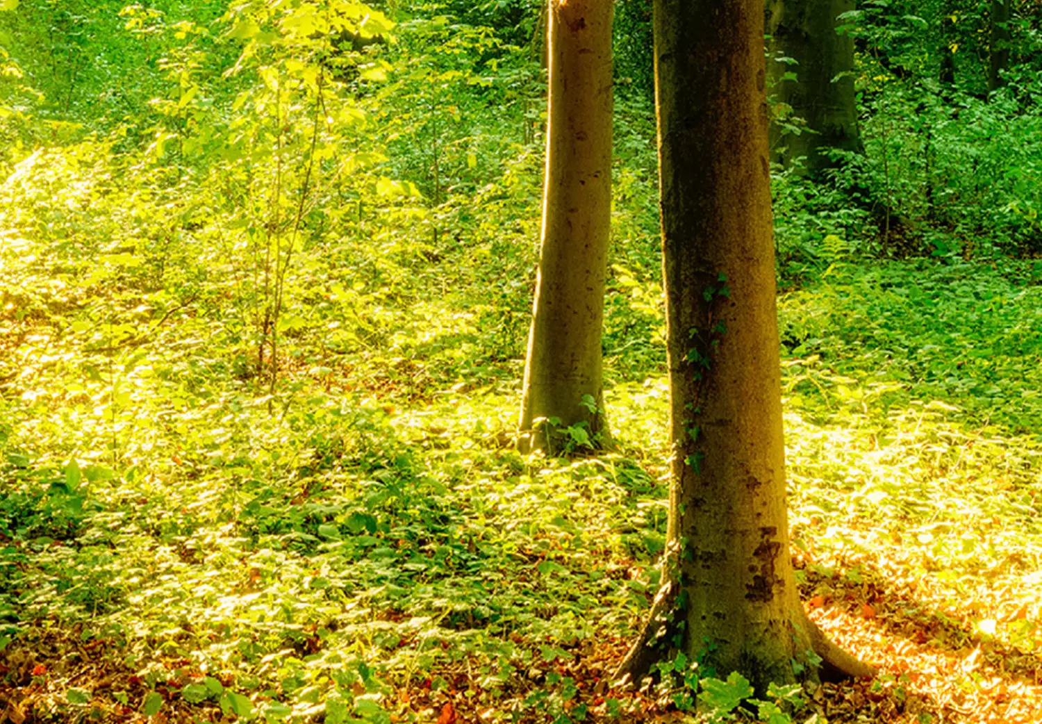 Large canvas print Green Magic II - Forest with sunlight filtering through the trees
