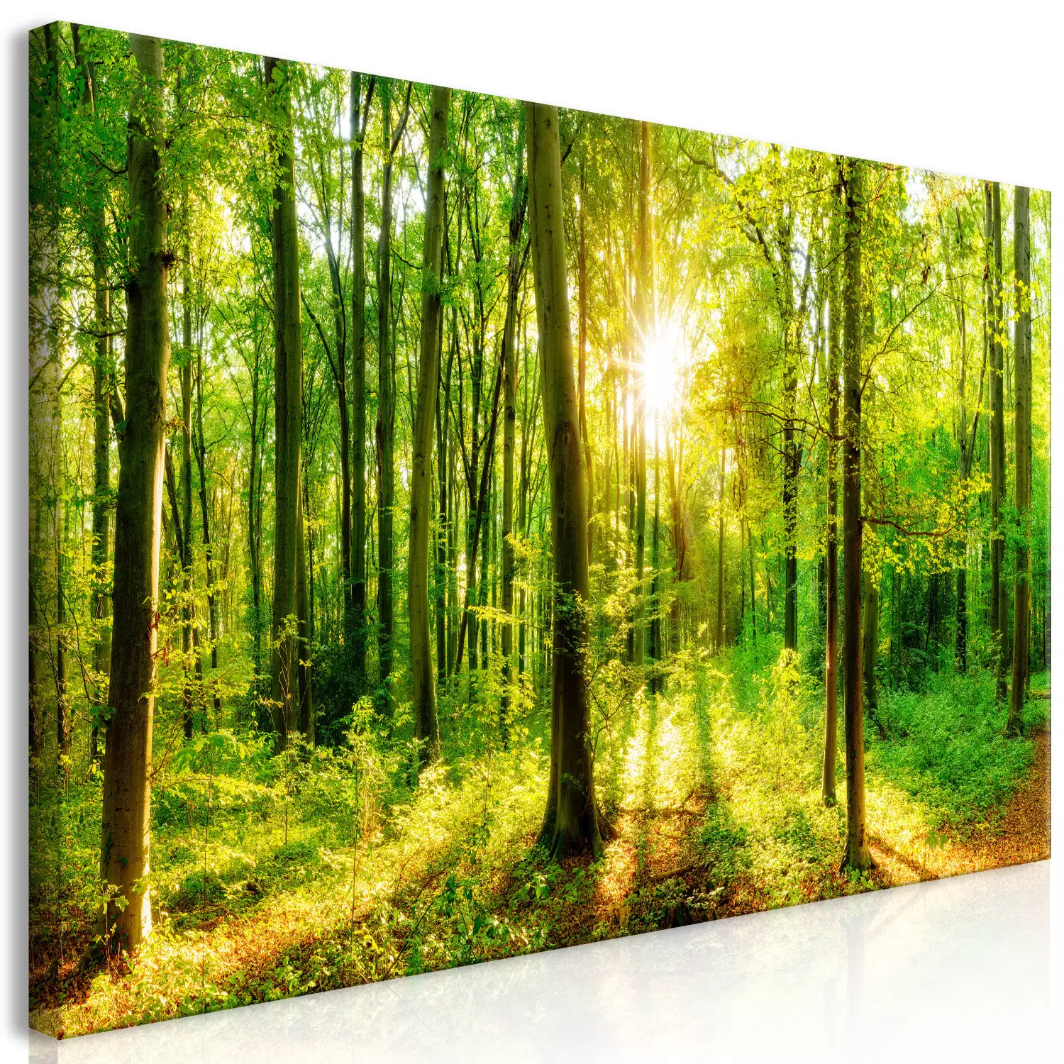 Large canvas print Green Magic II - Forest with sunlight filtering through the trees