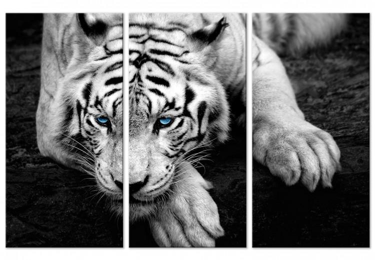 Canvas Calm tiger - triptych with a lying tiger with blue eyes