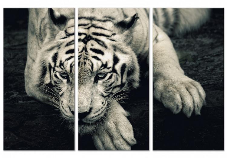 Canvas Calm tiger - sepia triptych with a lying tiger on a black background