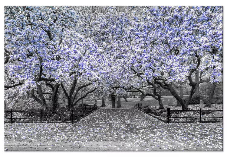 Canvas Blooming Magnolias - magnolia trees with flowers in shades of violet