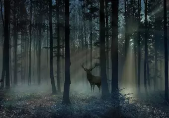 Photo Wallpaper Mystical Forest - Third Variant Wallpaper Cropper