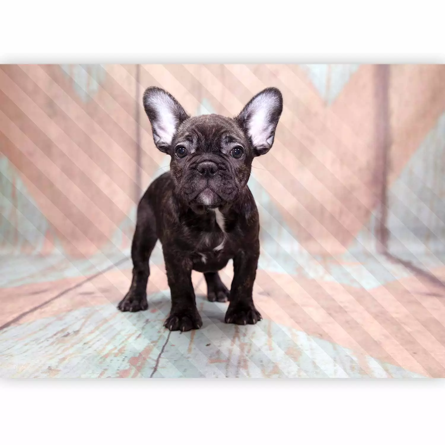 Photo Wallpaper French Bulldog a picture of a dog that stands on a wooden floor bimago