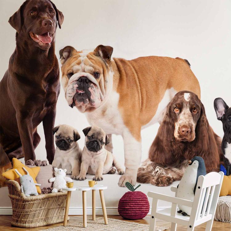 Dog wall pictures online
