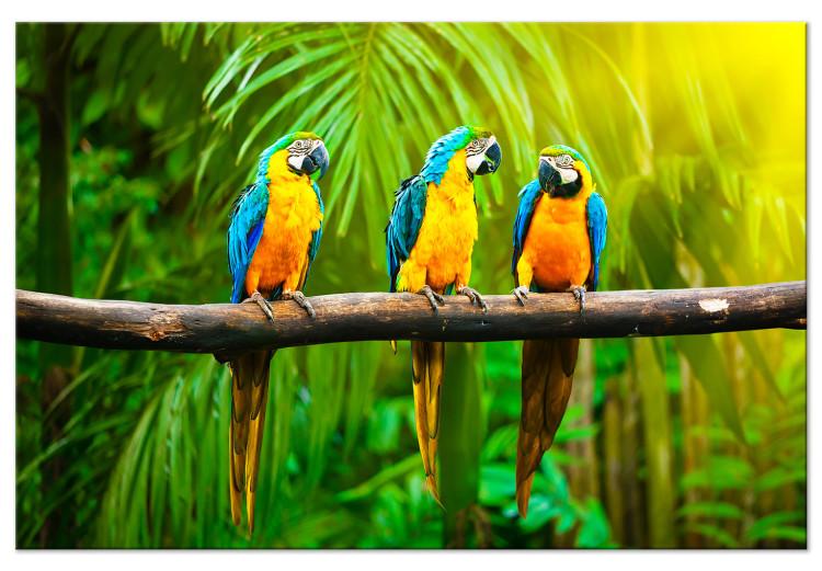 Canvas Parrot Trio (1-part) wide - exotic animals in the jungle