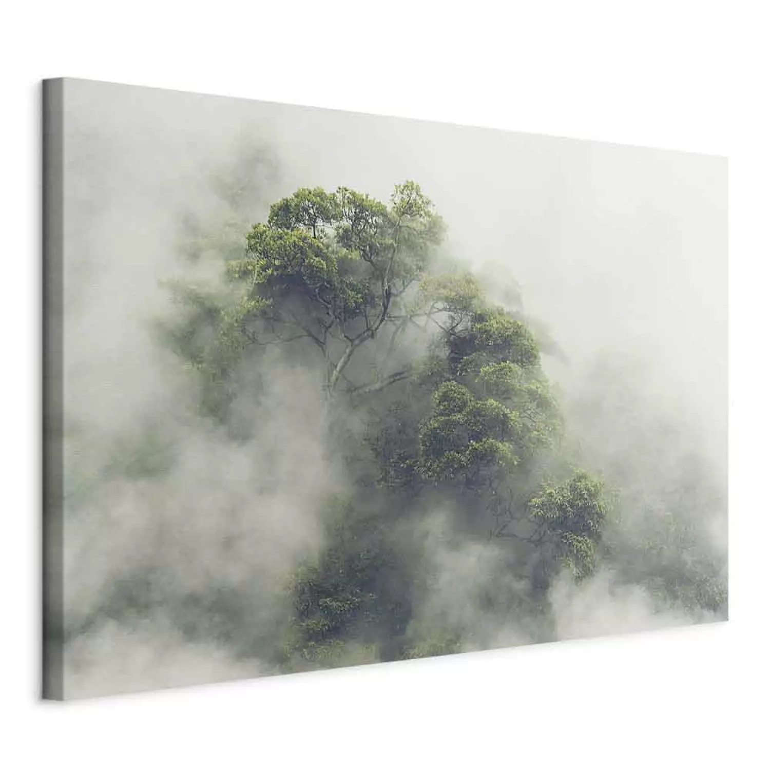 Canvas Misty Amazon wide - landscape of an exotic forest