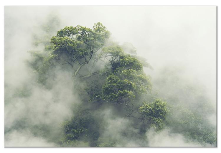 Canvas Misty Amazon (1-part) wide - landscape of an exotic forest