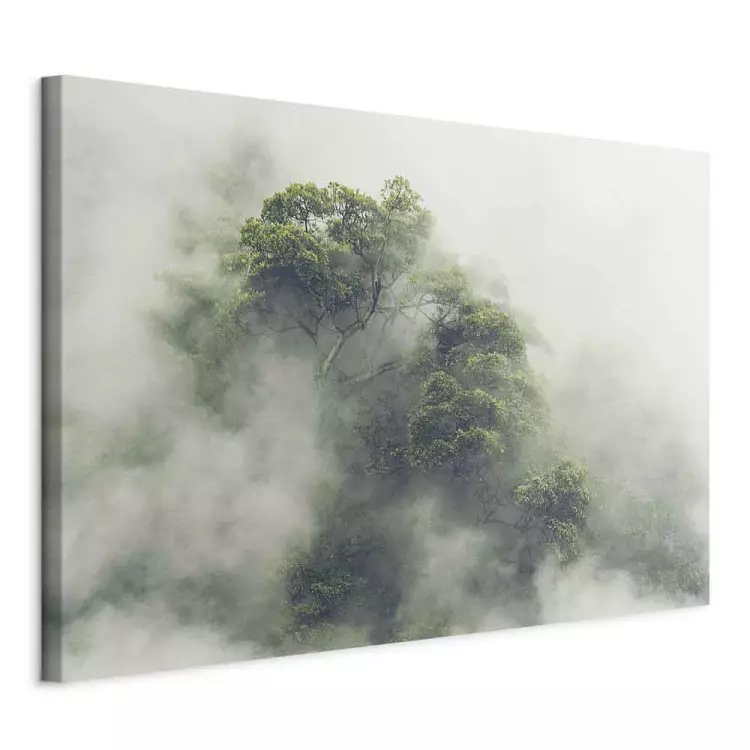Misty Amazon (1-part) wide - landscape of an exotic forest