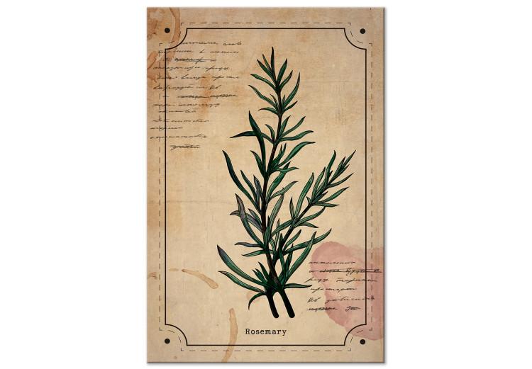 Canvas Rosemary sprig - retro graphic with a plant with inscriptions