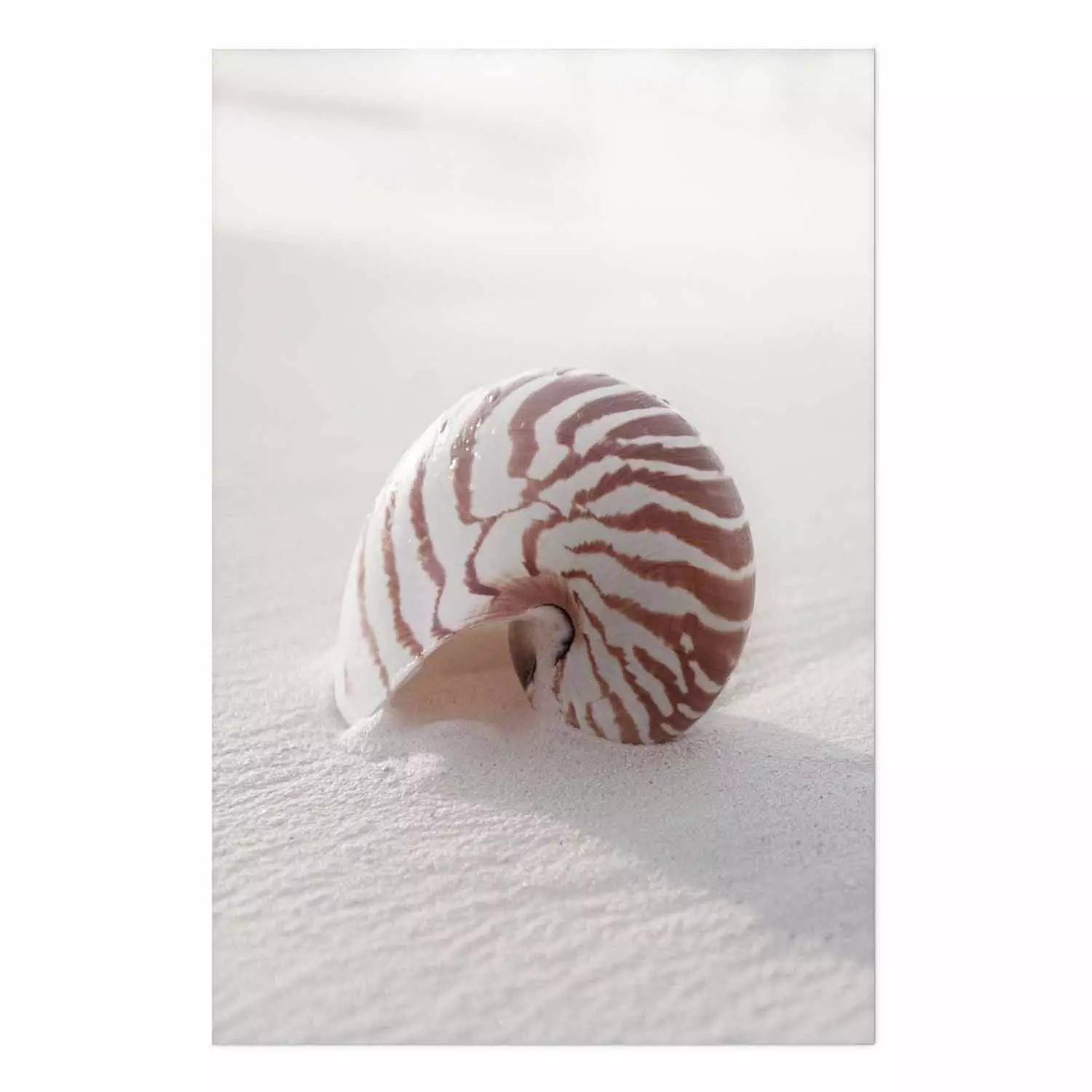 Wall Poster August Shell - maritime composition with a seashell on the sand