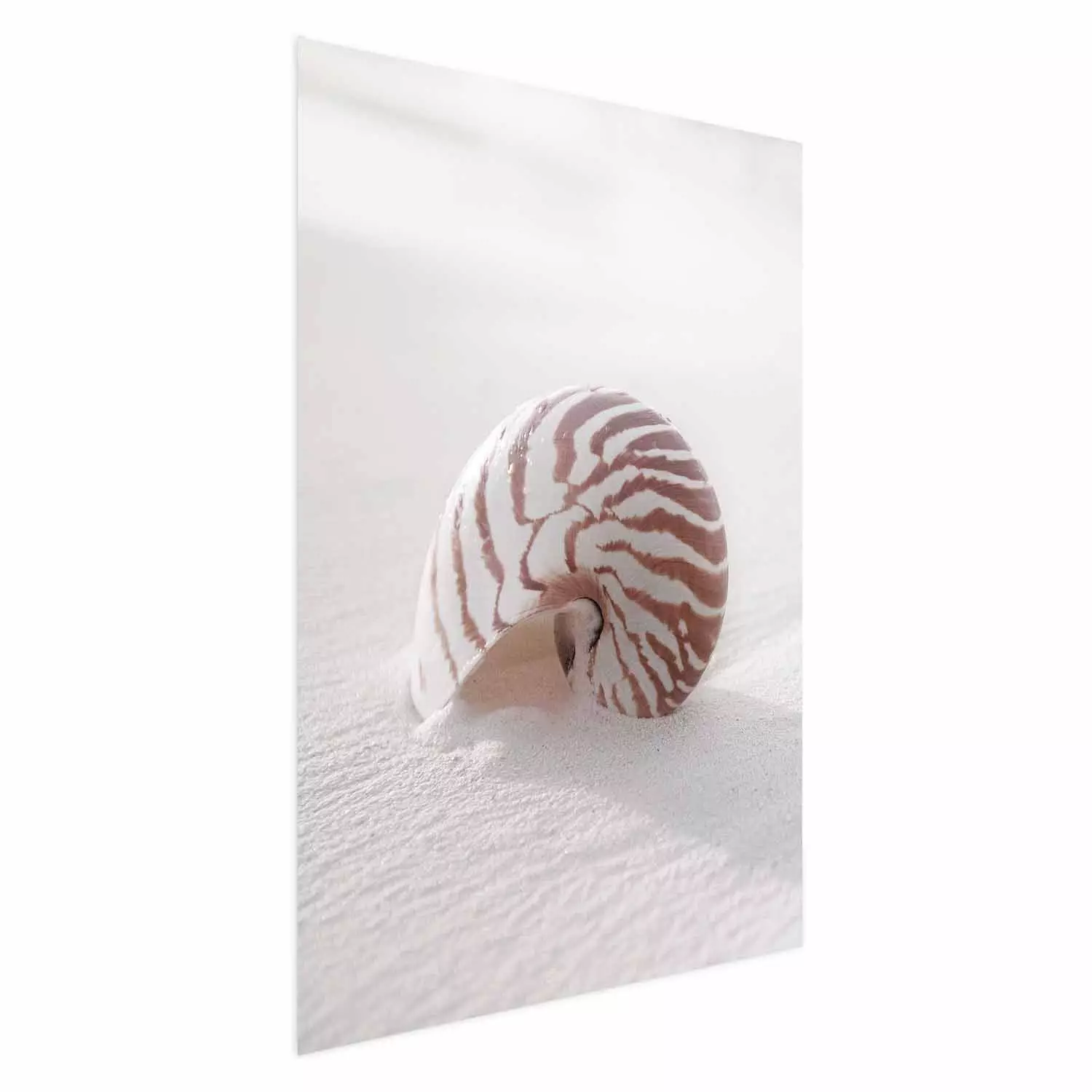 Wall Poster August Shell - maritime composition with a seashell on the sand