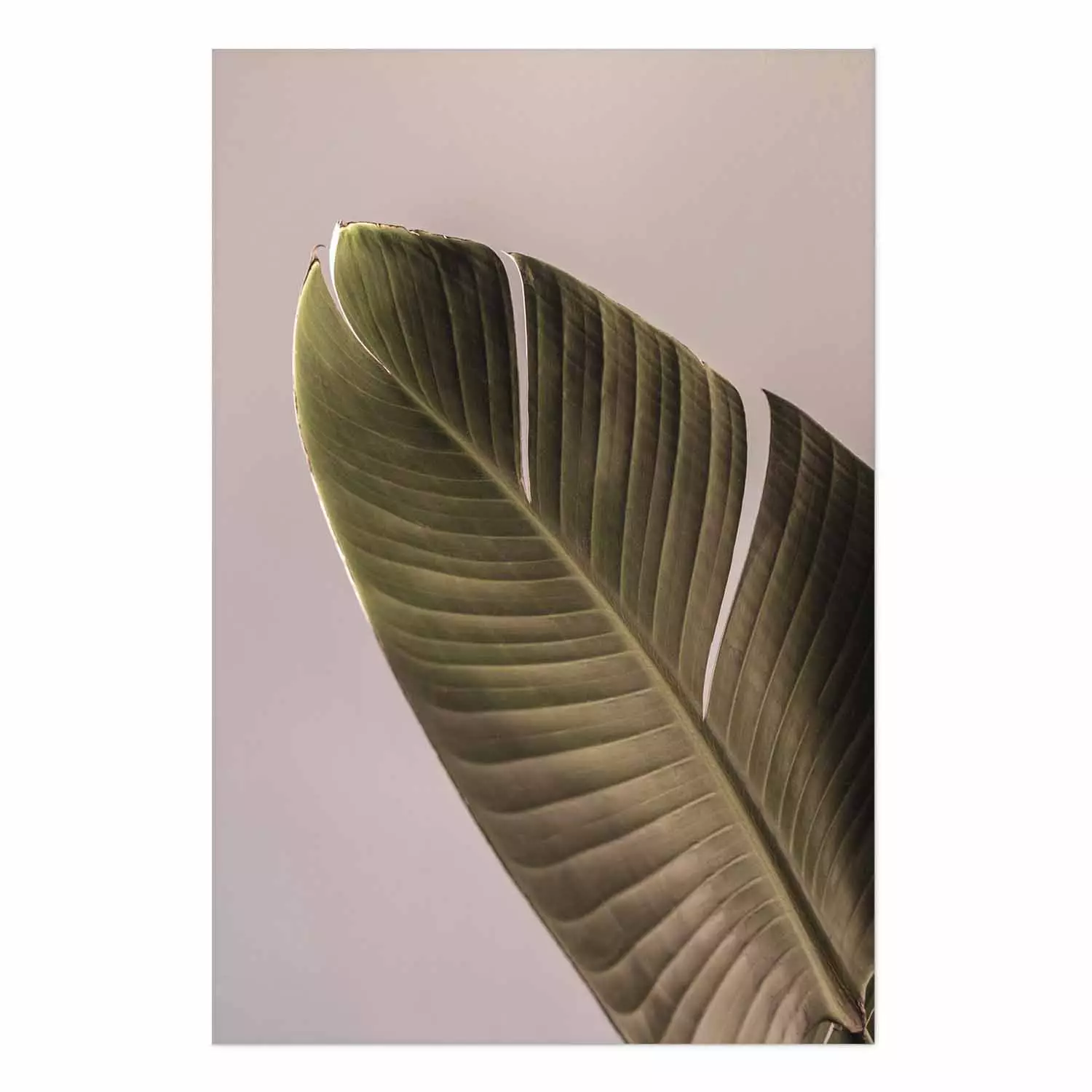 Wall Poster Banana Mood - tropical banana leaf on subtly pink background
