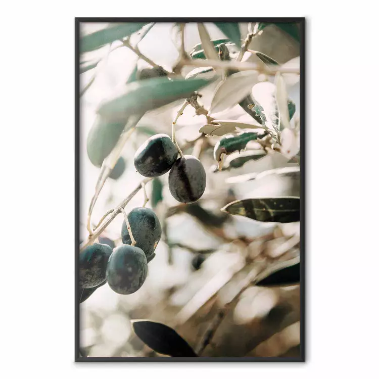 Olive Orchard - trees with leaves and black fruits on light background