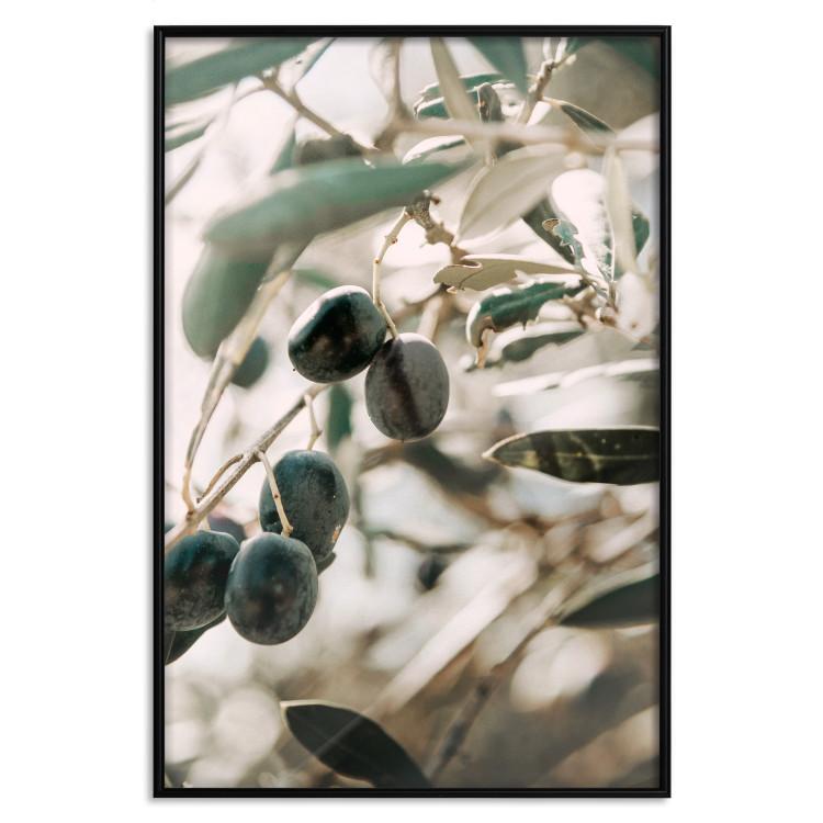 Poster Olive Orchard - trees with leaves and black fruits on light background