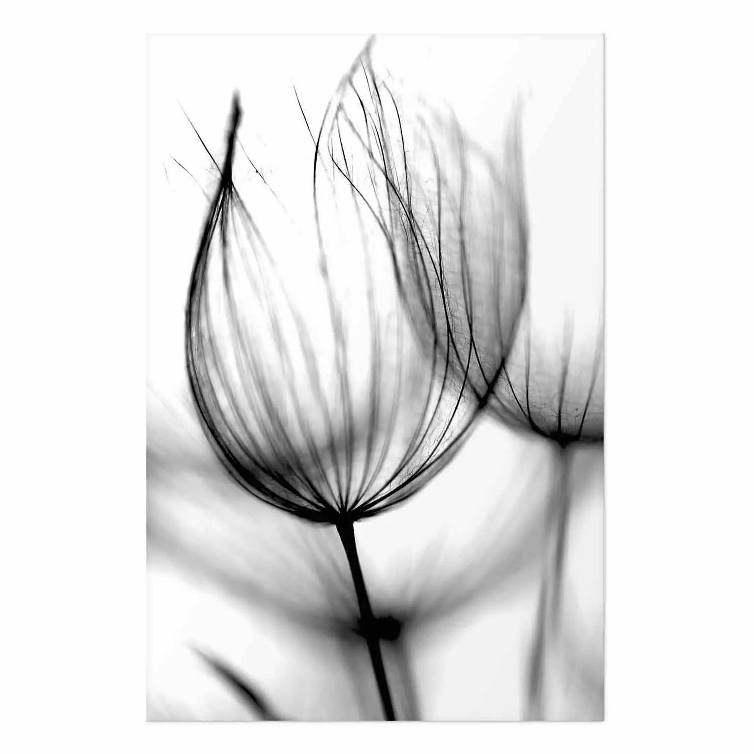 Poster Dandelion in the Wind - black dandelion flower on a contrasting background
