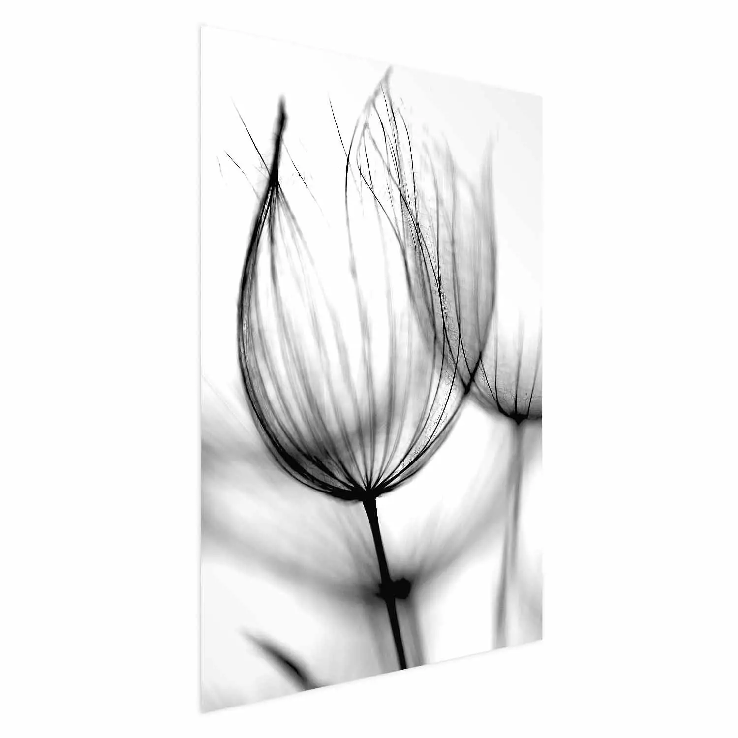 Poster Dandelion in the Wind - black dandelion flower on a contrasting background