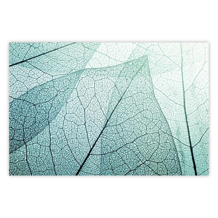 Poster Macro Flora - abstract translucent turquoise leaf