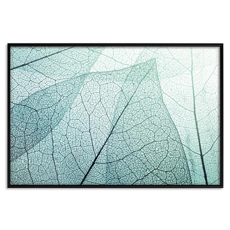 Poster Macro Flora - abstract translucent turquoise leaf