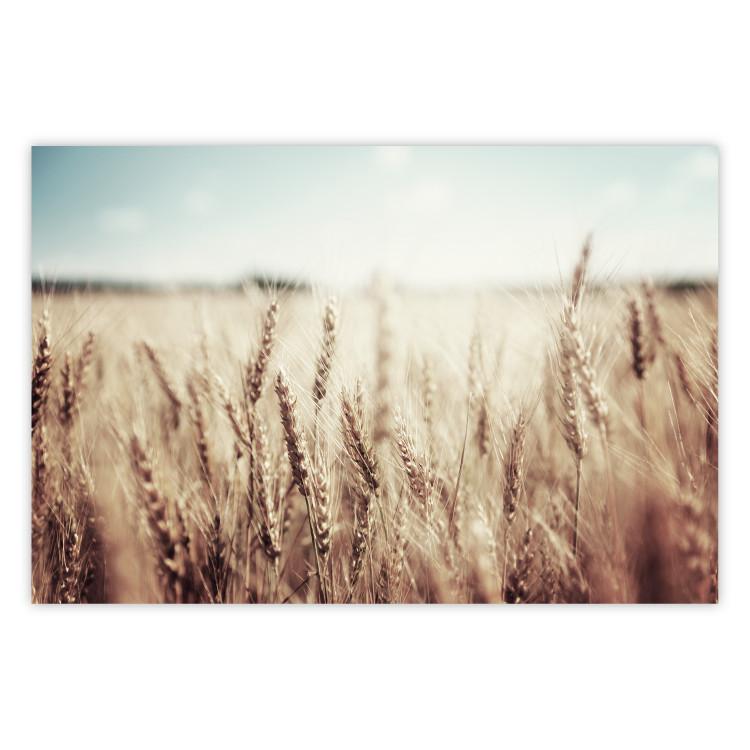 Poster Golden Field - landscape of a field full of golden grain against the sky