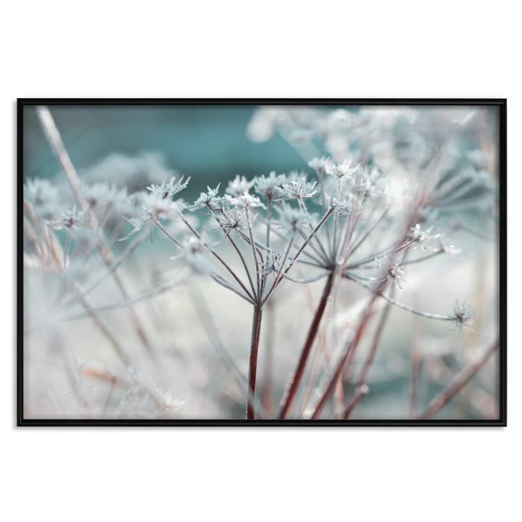 Poster Autumn Hoarfrost - winter landscape of frosted plants on a light background