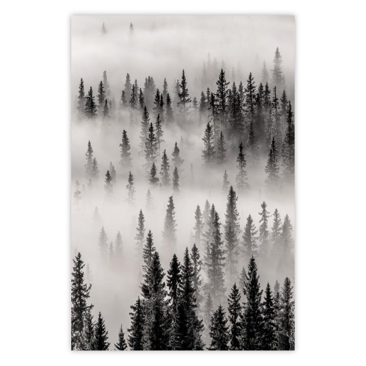 Poster Nesting Site - landscape of a forest with spruce trees covered in thick fog