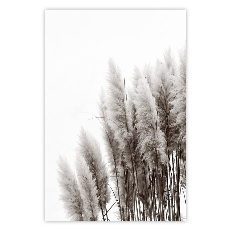 Poster Waiting for the Wind - monochromatic landscape of plants on a white background