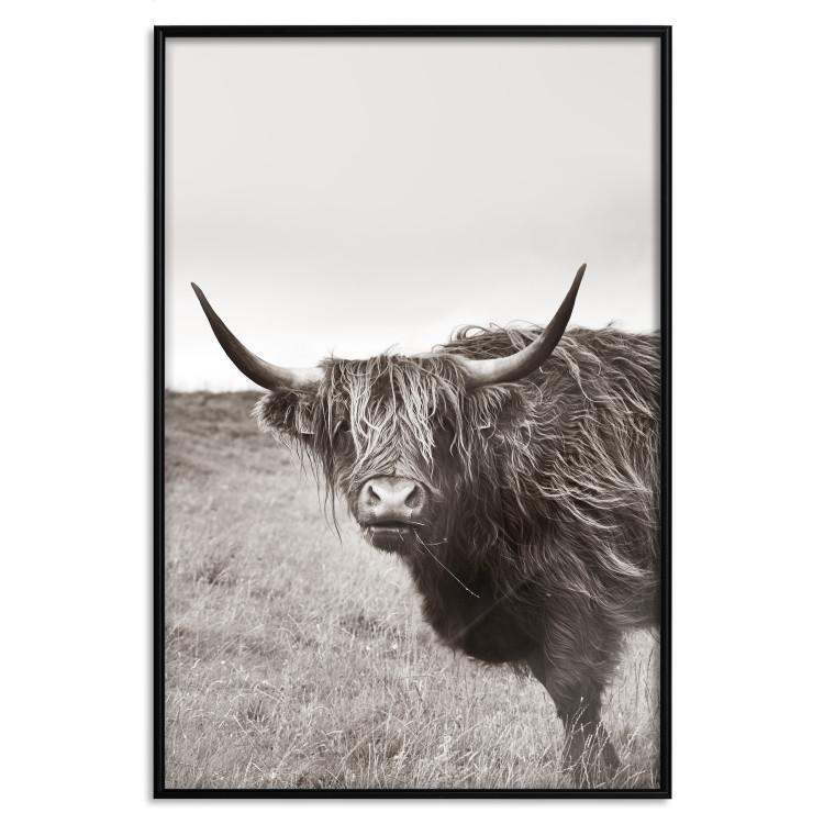 Poster Ancient - animal with long hair against a field and clear sky
