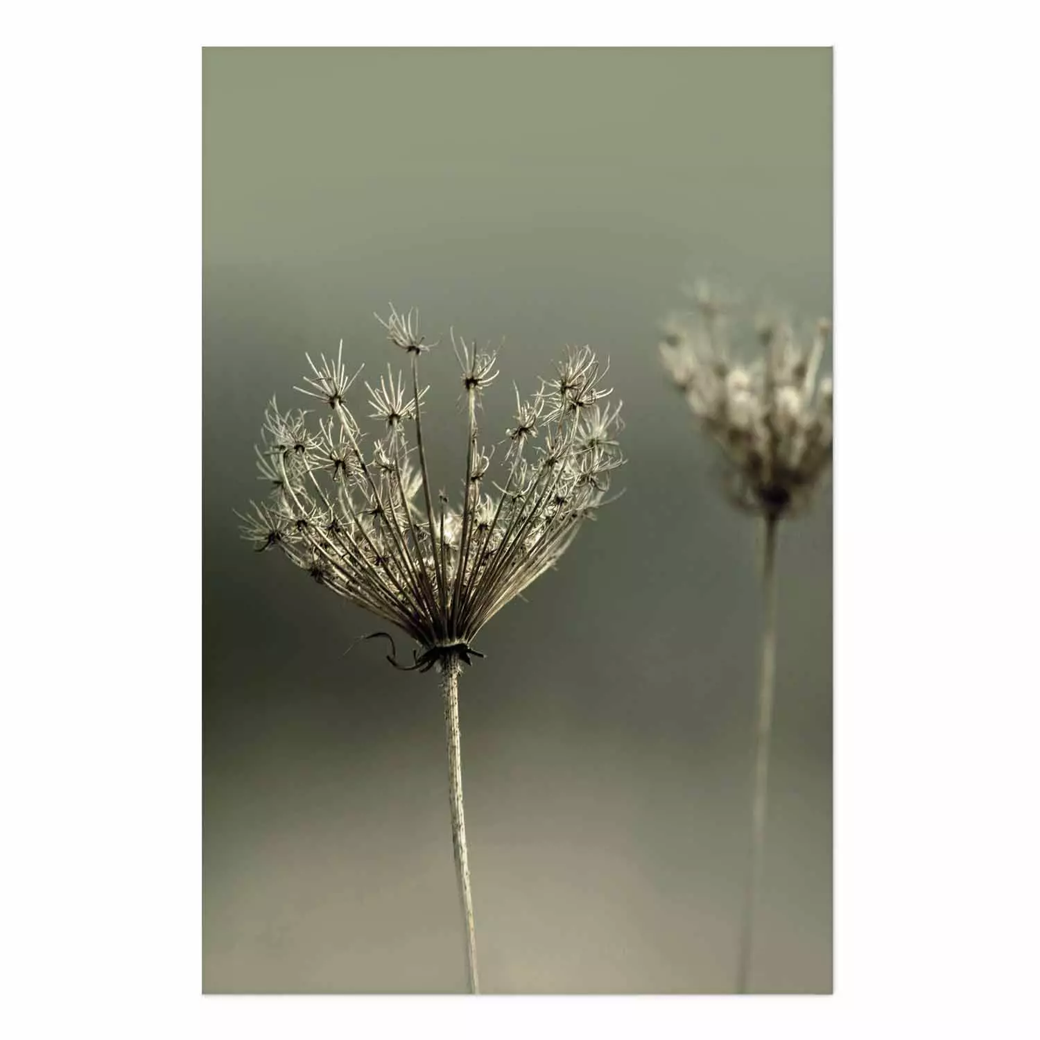 Wall Poster Longing for Summer Past - summer plant against a blurred green background