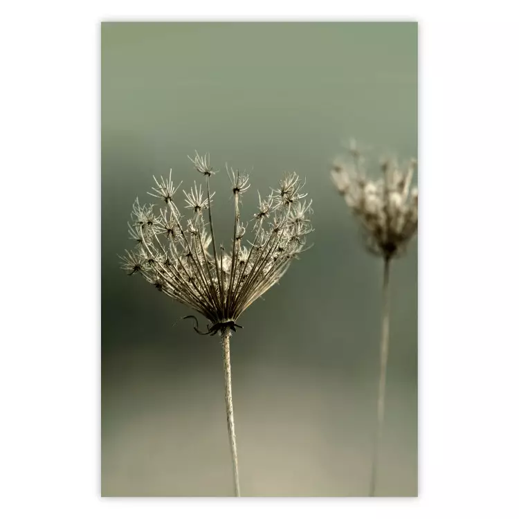 Poster Longing for Summer Past - summer plant against a blurred green background