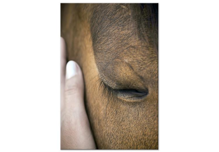 Canvas Soothing Touch (1-piece) Vertical - hand stroking a brown horse