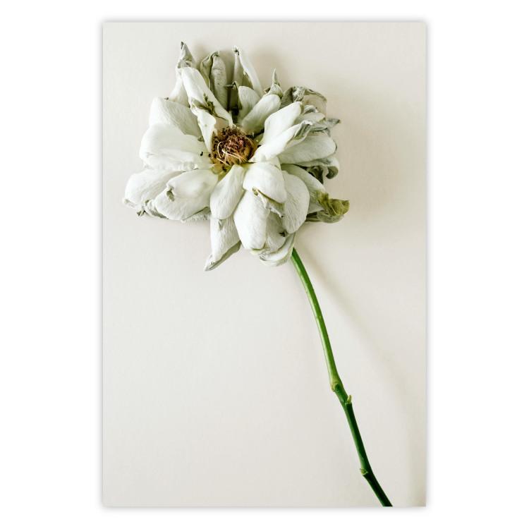 Poster Dried Memory - plant with white flower on a uniform background
