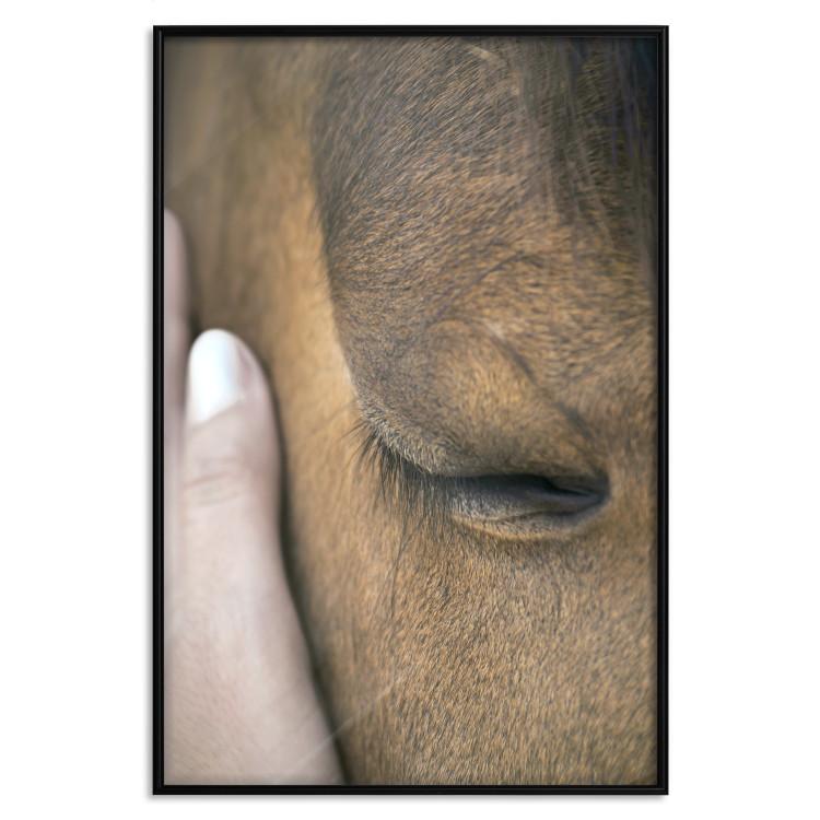 Poster Soothing Touch - human hand gently touching the face of a brown horse