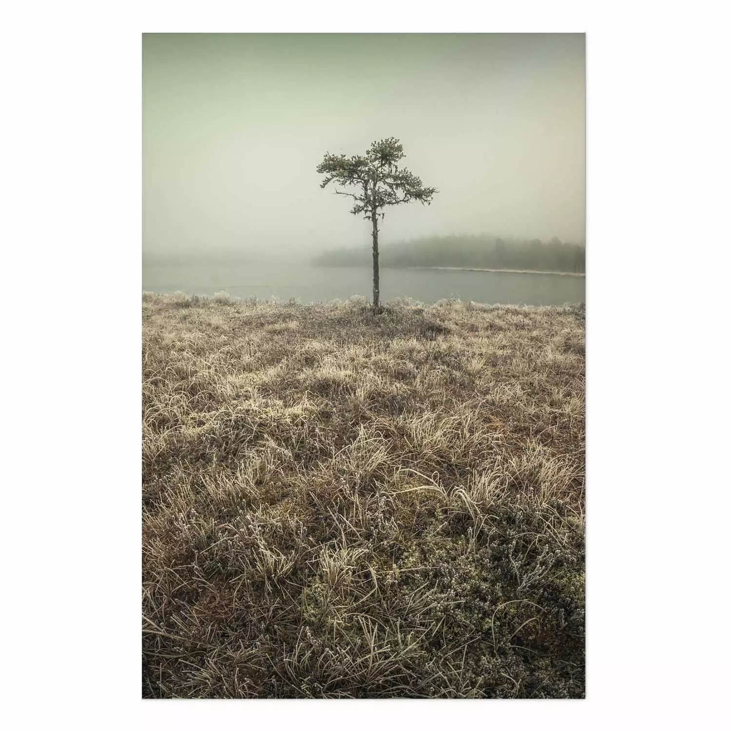Poster Along the Lake Shore - landscape of grass and a small tree against the water