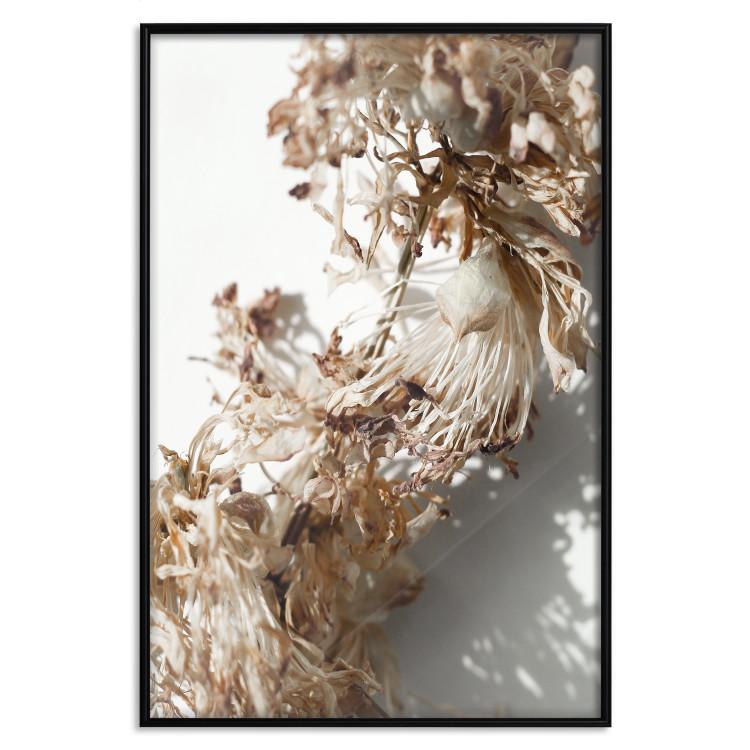 Poster Space of Dreams - plant composition of white flowers on a light background