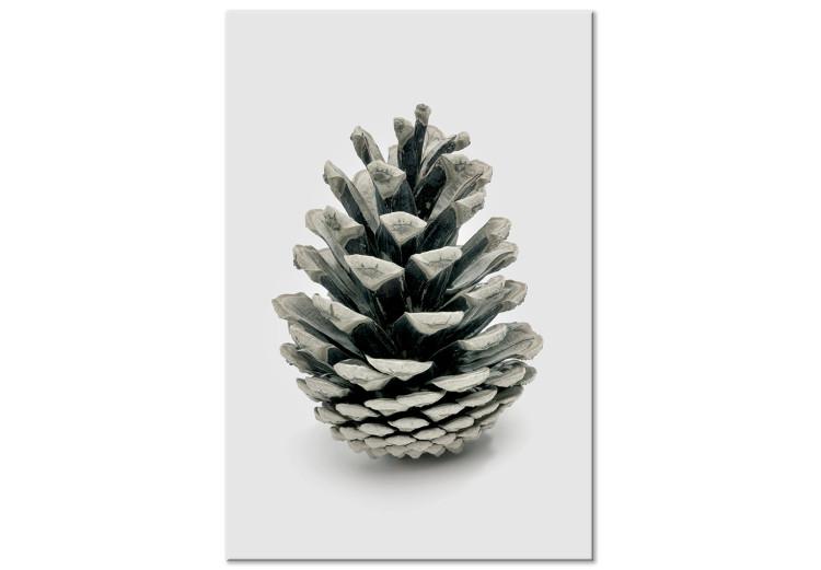 Canvas Winter cone - floral, winter photograph on a white background
