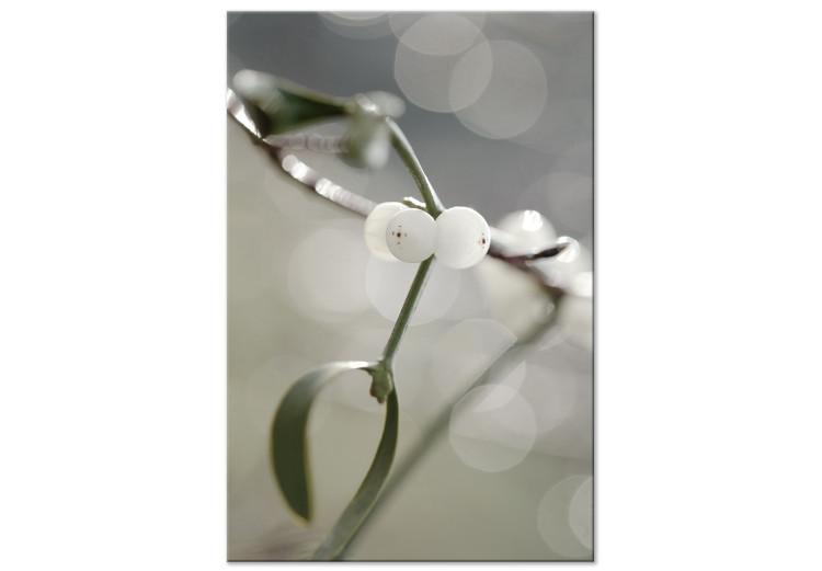 Canvas Mistletoe sprig - winter, botanical photography on a grey background
