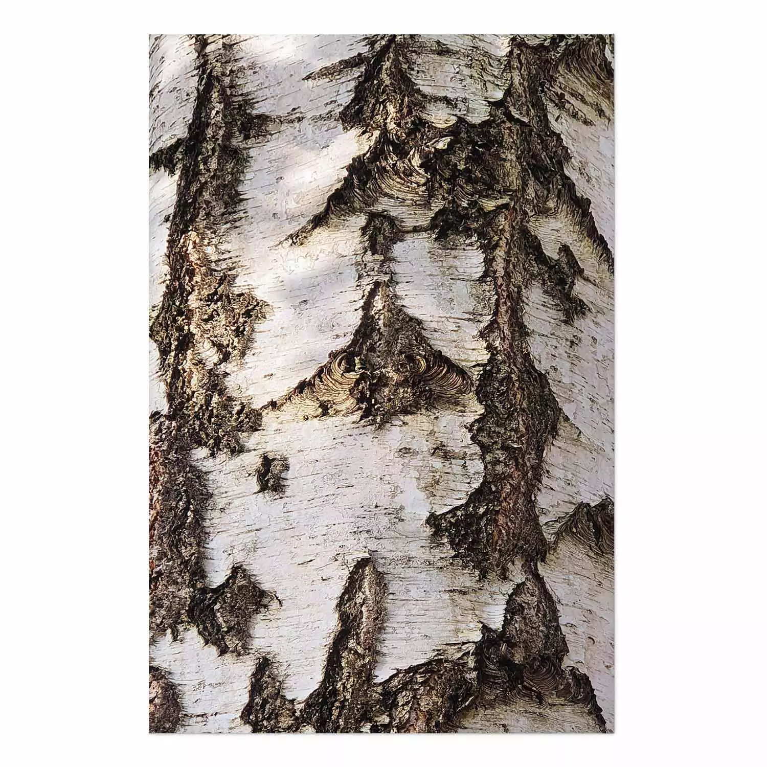 Poster Beautiful Texture - birch tree bark texture in light color