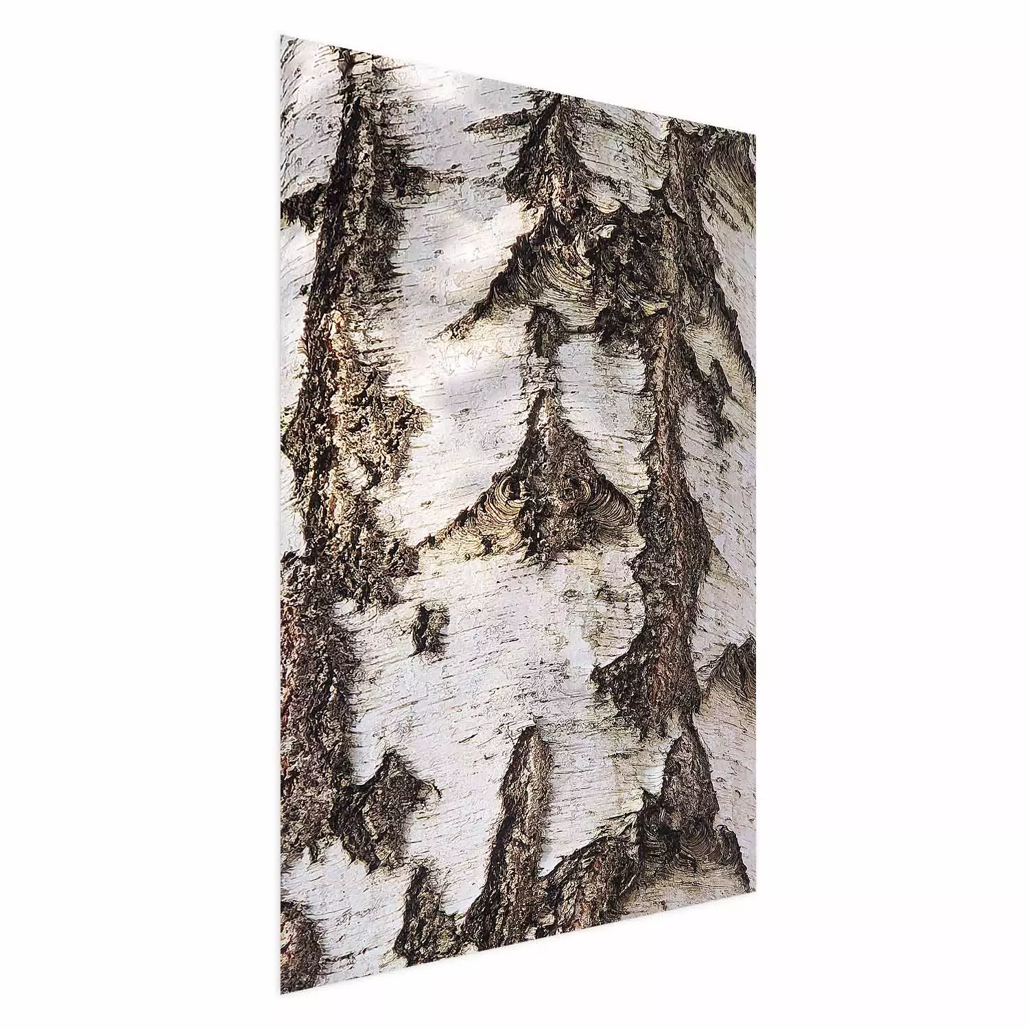 Poster Beautiful Texture - birch tree bark texture in light color