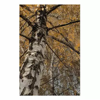 Poster Autumn Palette - autumn landscape of trees with golden leaves