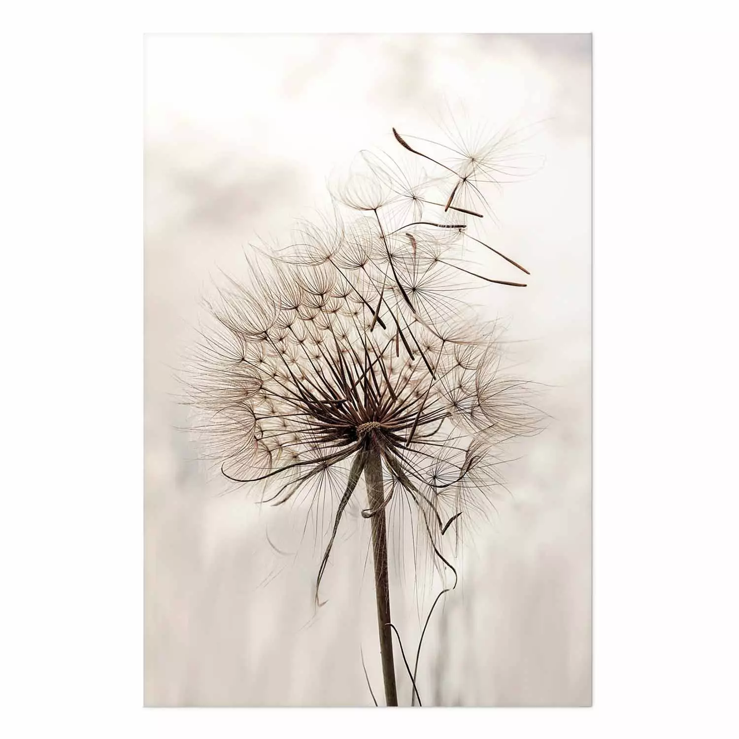 Wall Poster Magnetic Breeze - dandelion flower in the wind in sepia colors